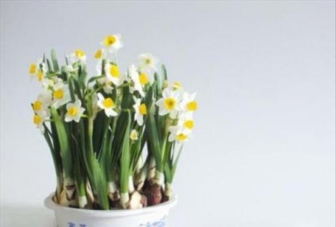 这几种花卉适合在家中盆栽养殖，开花艳丽好养殖