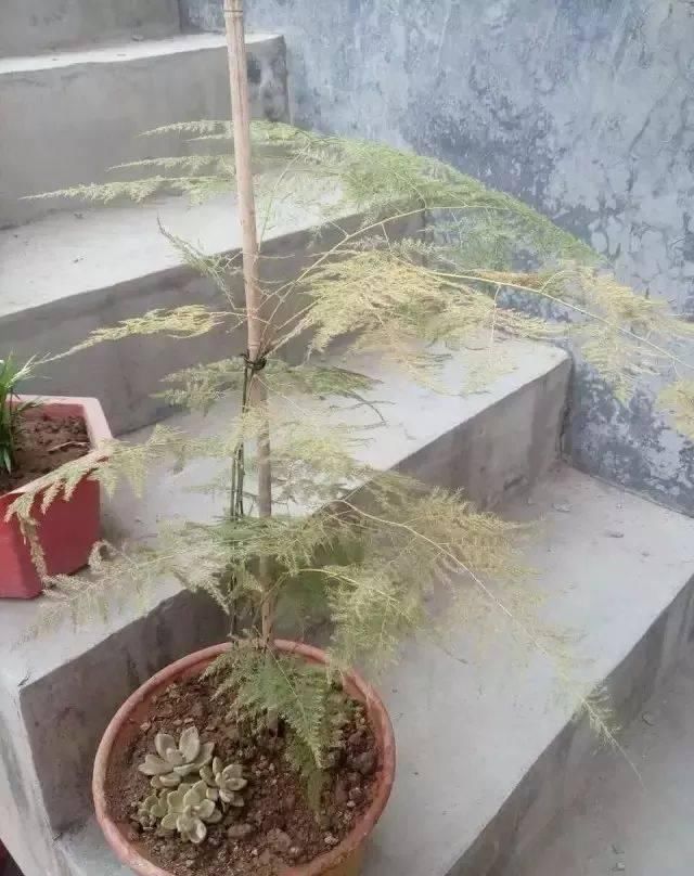  「叶黄」植物黄叶的这几种情况都很好处理，有些叶黄了还能重新恢复翠绿