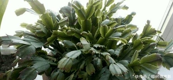  「茉莉花」35℃高温天气，这几种花开始休眠，再乱浇水，容易“烂根”