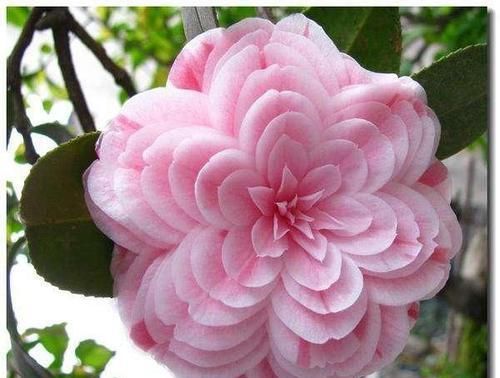  「矾根」这三种花特别不怕冷，天气越冷，开花越艳丽。