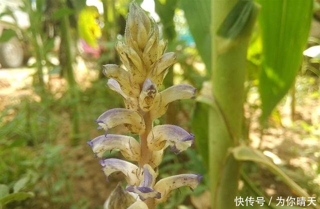 它无根又无叶，只能寄生在蒿草上，价值十分珍贵，见到请好好保护