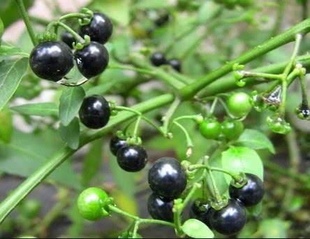  [南酸枣]农村快要“消失”的这四种野味，全吃过的人不多，你吃