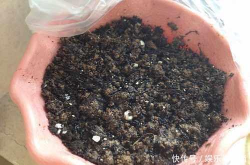  『花钱买』还在花钱买盆栽用半个火龙果，就可以种出这么漂亮的盆栽绿植！