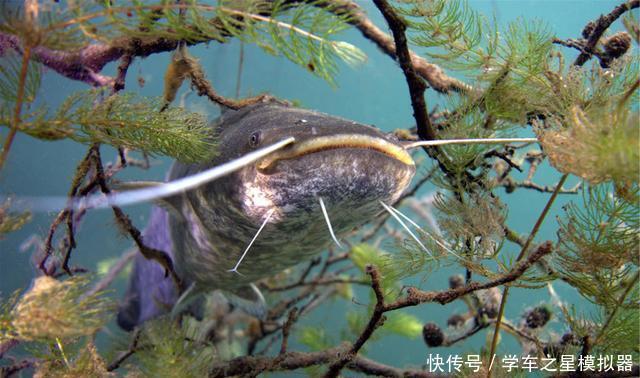  鲶鱼■鲶鱼如何好钓了解鲶鱼的习性，作钓鲶鱼不再难
