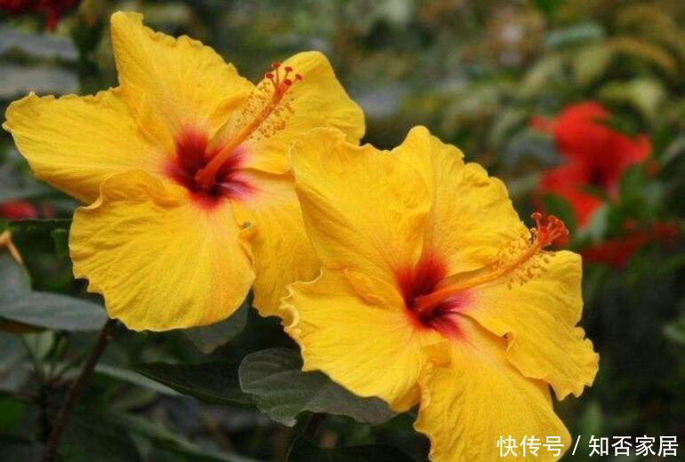  盆值@“3种花”，易管理，一年365天开花，养1盆值了！