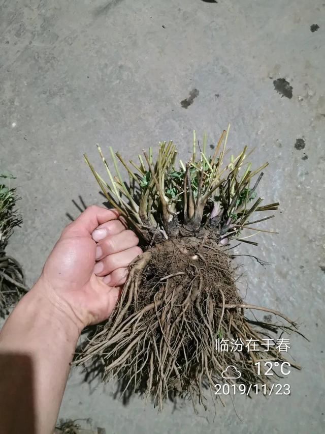 长达:这花名字土掉渣,开花却特美,花期长达3个月