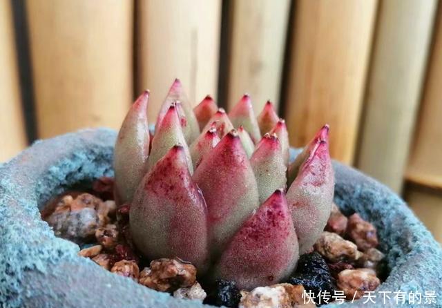  #地区的肉友#进入雨季，4种方法防止多肉病菌感染，让你的肉肉顺利度过夏天