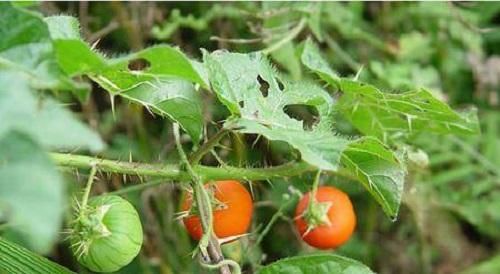  #不知#生在房前屋后，却常被人忽略，熟不知此果实的宝贵，价值