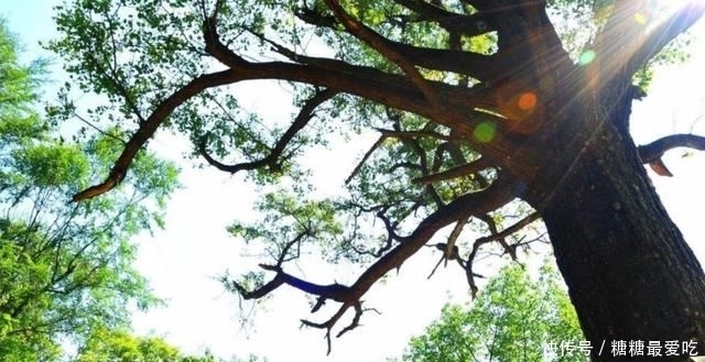  树木■与紫檀同等价值的树木，木质密集有香味，却经常被农民当