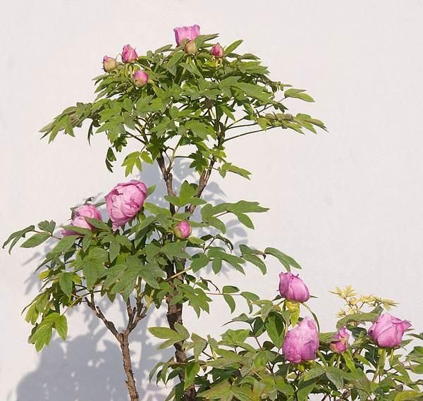 “无声的诗，立体的画”，家养一盆牡丹盆景，花开富贵更显高雅！