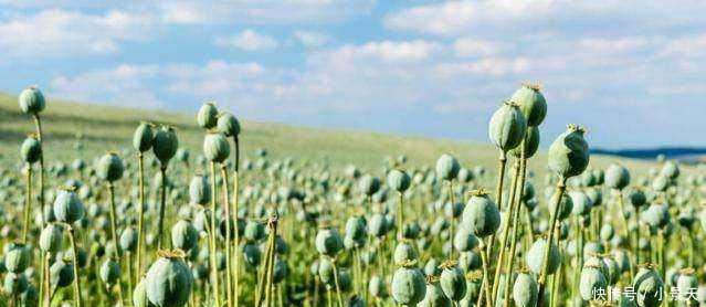 中国“最特殊”的一群农民, 每天24小时被人看守, 种的东西不愁卖