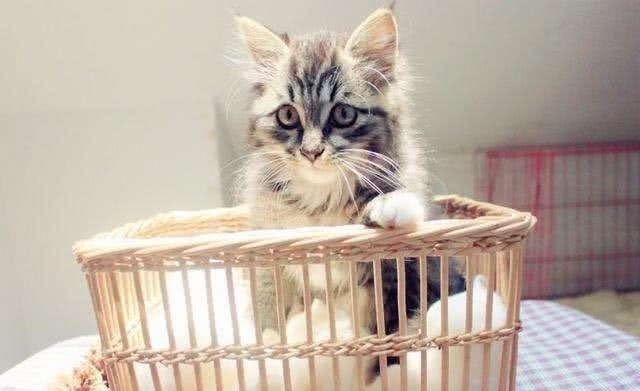 # 智者#猫咪的八大谣言，谣言止于智者，请理智对待猫咪，切勿模仿，辟谣