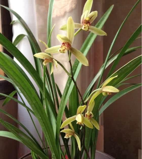  [新手]此兰花最适合新手养，花色美丽好养活，花开能“香飘满屋”，还很便宜！