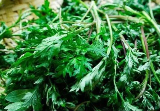  【药草】荒地里一“野草”，农村泛滥成灾，竟是珍贵药草，价值