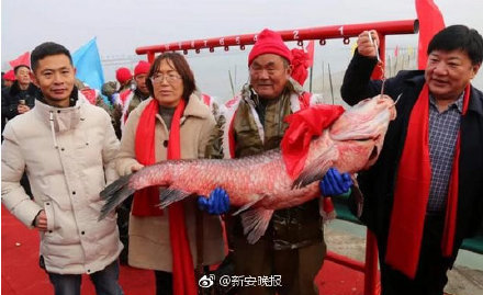 厉害！阜阳颍上八里河冬捕节正式开捕 78斤重“头鱼”拍得88万天