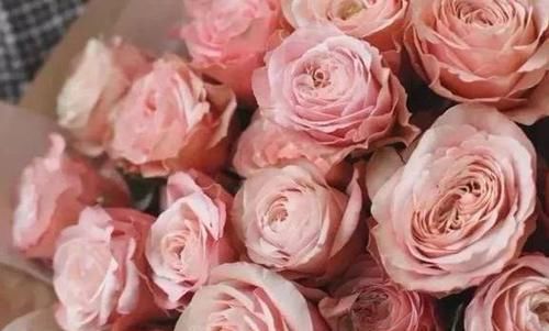  #花心#喜欢菊花，不如养盆“精品玫瑰”卡哈拉，花心似漩涡，清秀淡雅！