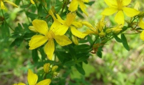  「除掉」这种野草被称为“千层楼”，价值珍贵请不要像除草一样