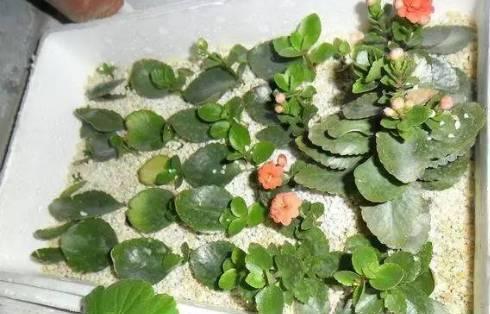  植物|不用花一分钱，这些植物一片叶子就能长满整个花园！