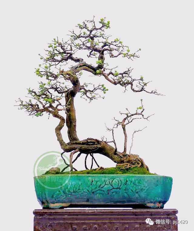 这种盆景枝繁叶茂，终年不谢！