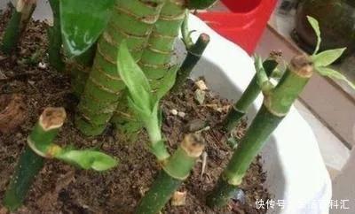 家里@6种招财旺运好扦插的花,1年繁殖50盆,家里多得装不下