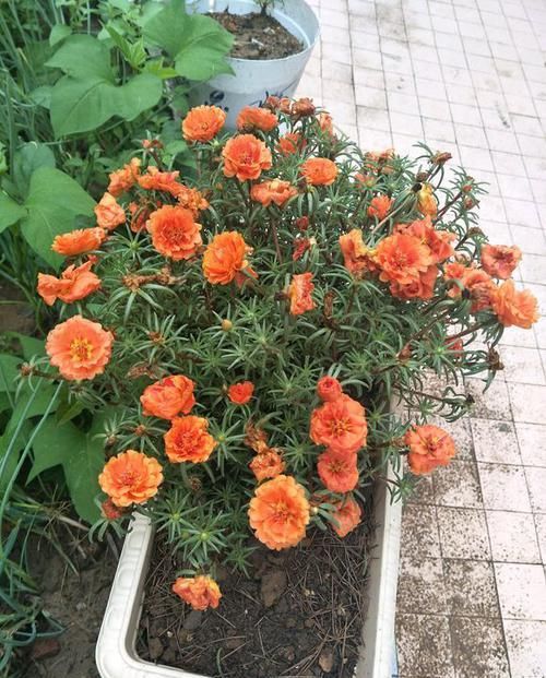 #光照#1种“花”,能开100天,掐一个枝条扔土里就活,人见人爱