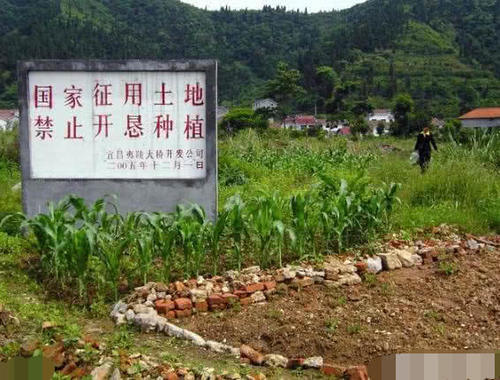  拆迁|农村土地种什么植物拆迁时赔钱多？答案其实很简单