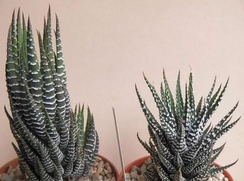 【植物就】除了绿萝、富贵竹，桌面上的盆栽植物还有很多，这几种特可爱