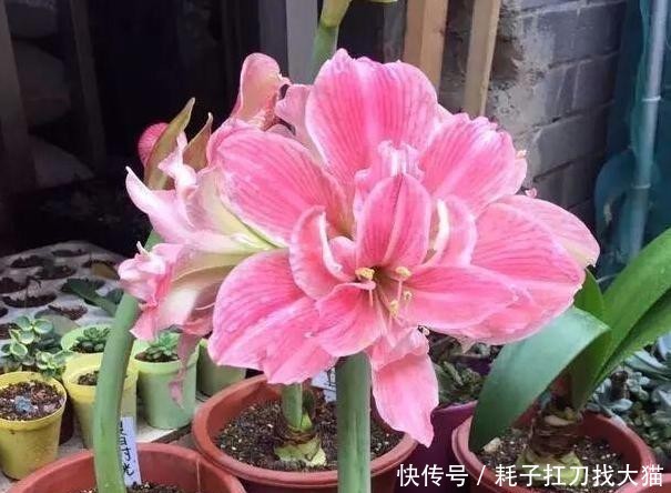「能力」上班族养花就盆栽红花莲,观赏价值高、养护简单,繁殖能力强