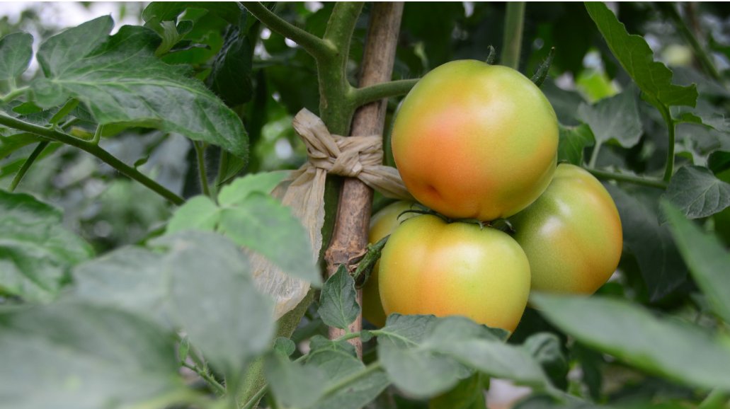  「作物来说」农家的一条隧道使用了十几吨鸡粪，但蔬菜越长越坏