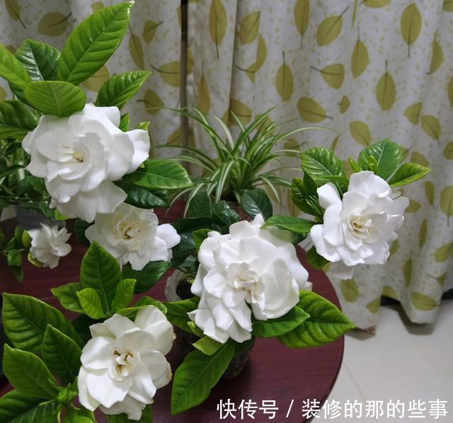  栀子花|新买的栀子花，花苞不断掉，用好“3”招，花香四溢满屋飘香