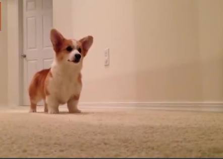 圆圆的肥大翘臀,它是英国女皇最爱宠物