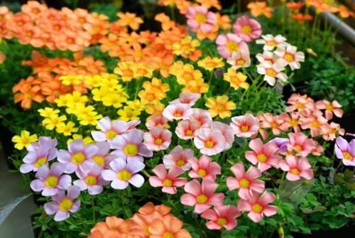  「适合」这种花很漂亮，好养易活能爆盆，养护简单又漂亮，最适合新手养了