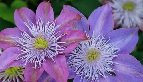  『好看』铁线莲哪种最“好看”？3个经典品种，说啥也得养，越看越喜欢