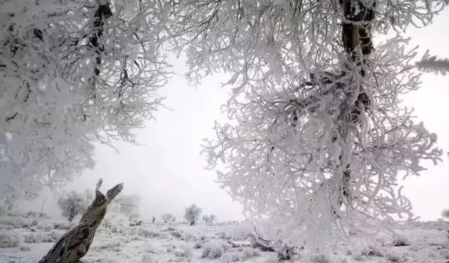 雪后的中国胡杨林，才是真正美爆了!