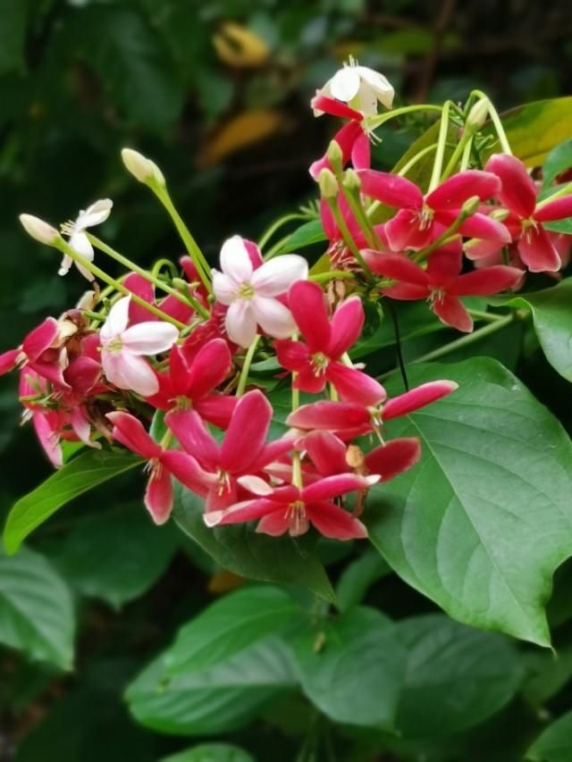  三国：人间草木:它是花，是药，还是如雷贯耳的三国人名？