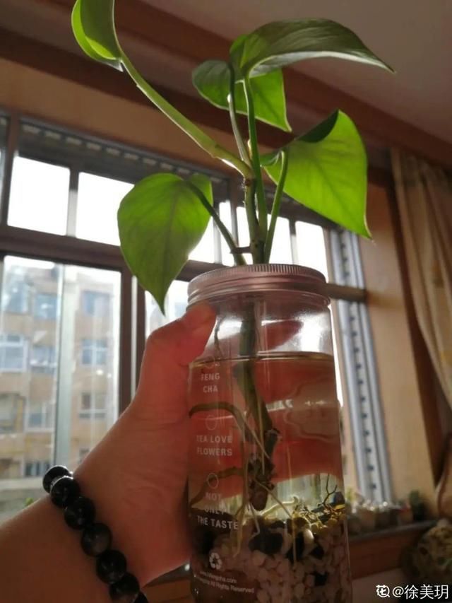  「溶液里浸泡」1粒小药片，碾碎丢水里，花像吃了兴奋剂疯长！