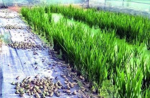 举报：开明市场有人“明目张胆”卖青蛙？！监管部门：没事