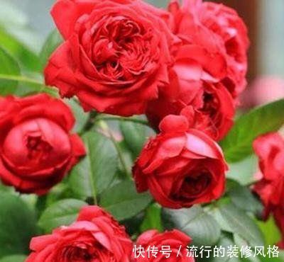  『能爆盆』四月养花就养此5种，好养易活又漂亮，枝繁叶茂能爆盆，美极了
