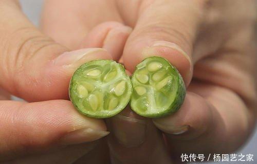  个头：一种迷你西瓜个头小，口感爽脆一口一个，养在阳台周期短，可种！