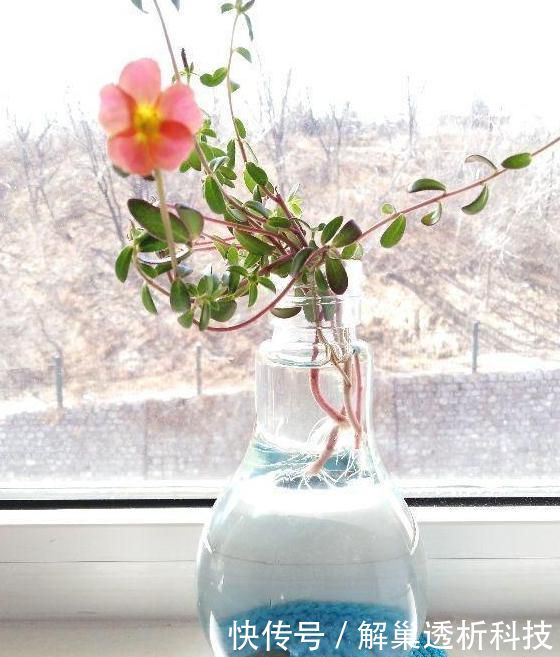  【水培花】水培花容易烂根该怎么办？4方面细节解说，让你轻松护理好花根