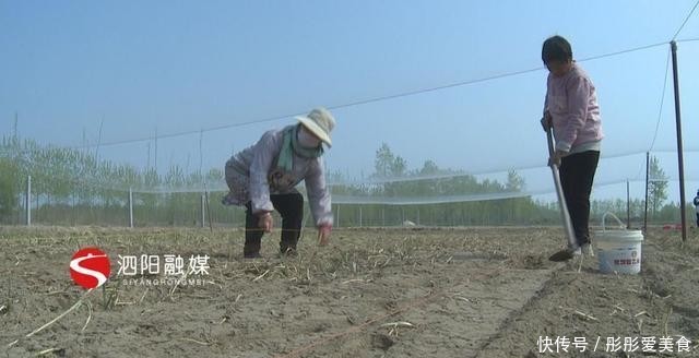  「高效」泗阳县史集街道：发展高效设施农业带动群众就业增收