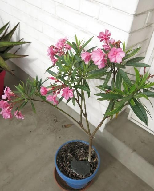  「昆虫」6种特别容易吸引有益昆虫的开花植物，花朵都特别灿烂迷人