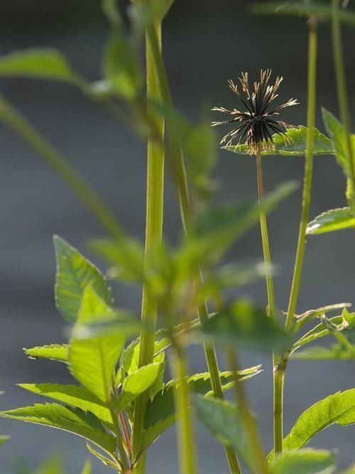  【发现】此物，路边遍地是，是极品中草药，却被人们当害草，可惜了！