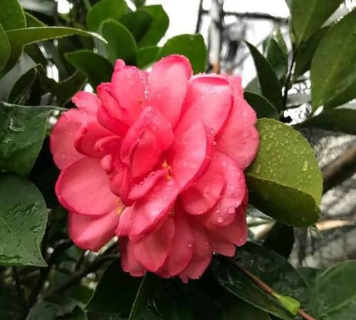  茶花@茶花的根快烂了，还能拯救吗，茶花换盆不是你想换就换