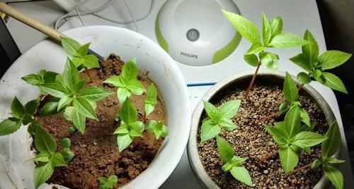  #浇死#养花“见干见湿”是啥意思？别理解错了，不然花卉会被浇死