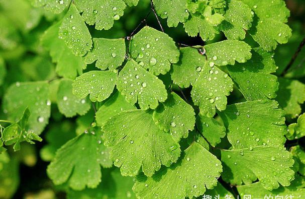 【长寿花】这三种花号称“见光死”,进入夏季养护要小心,稍不注意就死了