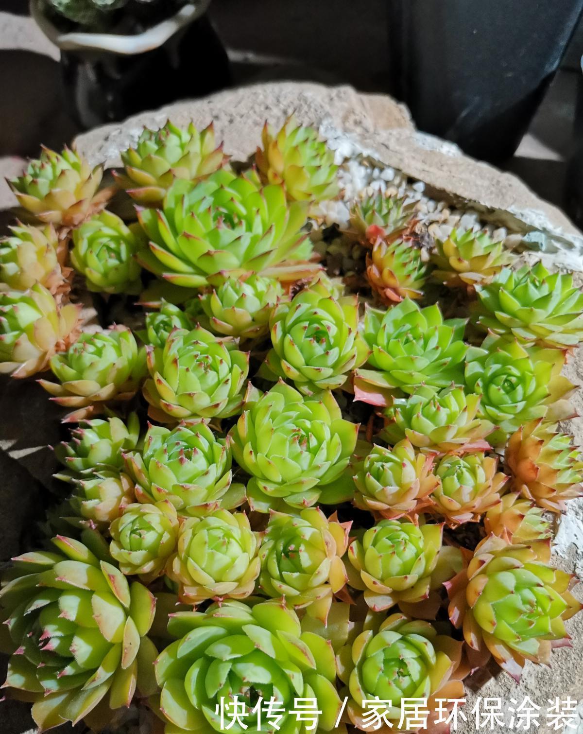 「种花」9种花,不能多浇水,水一多就烂根
