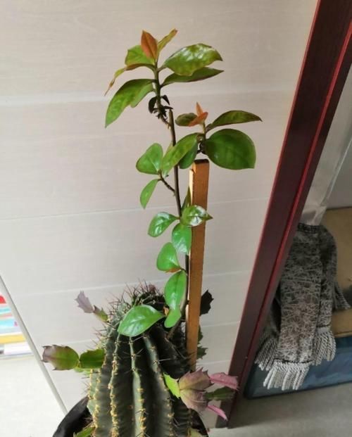 【嫁接】蟹爪兰绑到这上面,开花直冲房顶,还能多活10年
