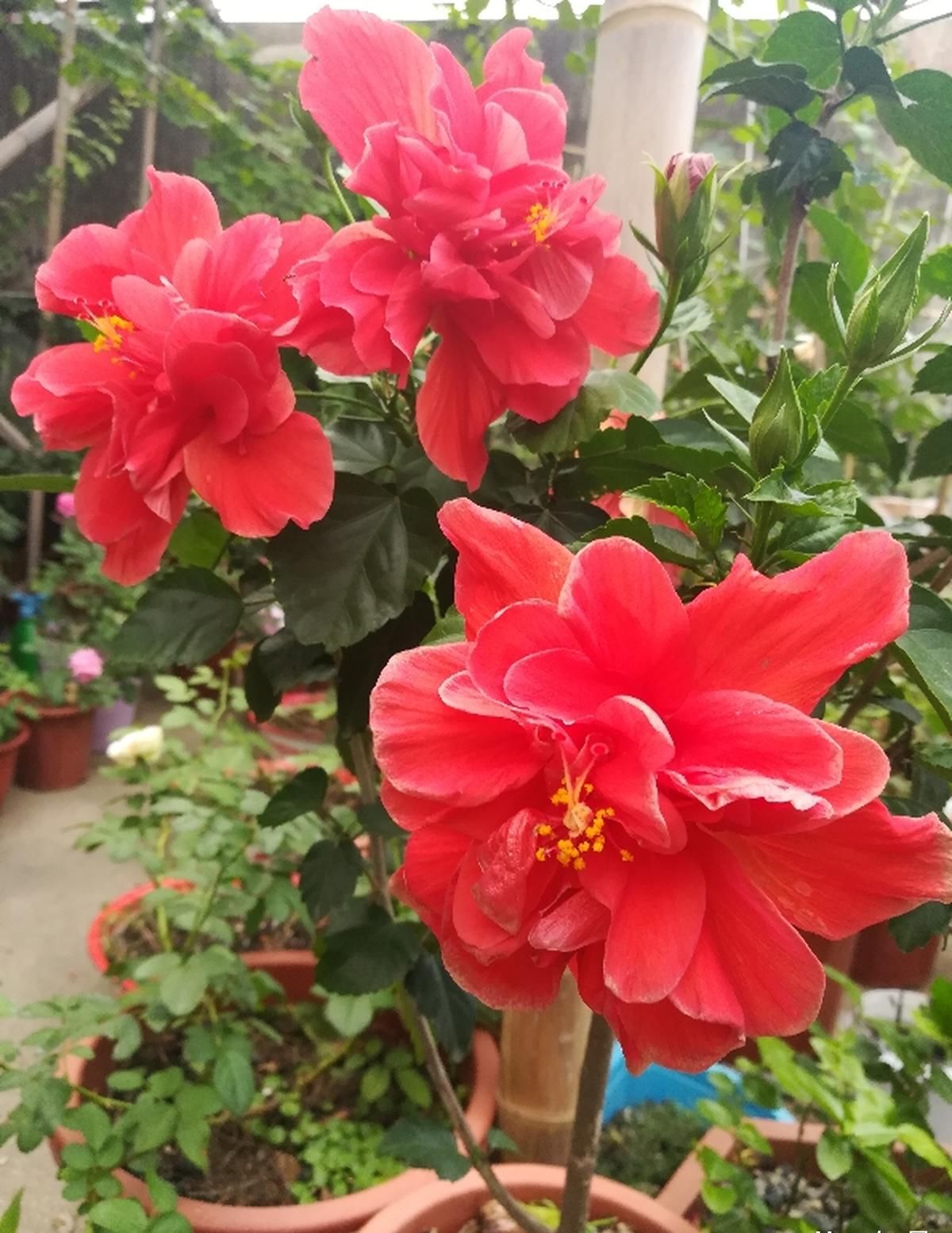  『吉利』都说这花不吉利，我却偏要养，开花后惊艳所有人！