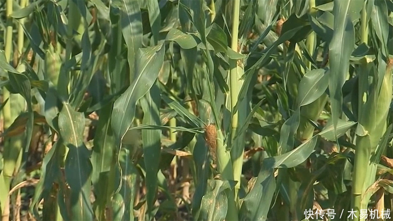 非洲小哥发明“自行车”剥玉米机，造价10元，一天剥5亩玉米